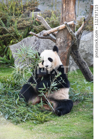 Panda eating bamboo leaves Panda eating bamboo leaves 112787115