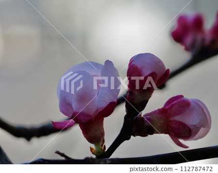 Plum flowers 112787472