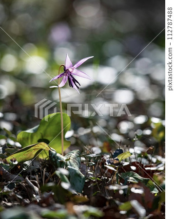Katakuri flowers in early spring 112787488