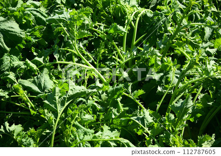 蔬菜田 蔬菜田 112787605