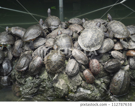 Turtle to dry the shell 112787638