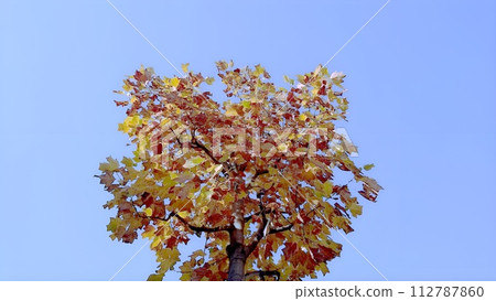 一棵長得像貓的百合樹 112787860