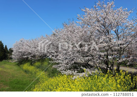 立岡自然公園的櫻花和油菜花 立岡自然公園的櫻花和油菜花 112788051