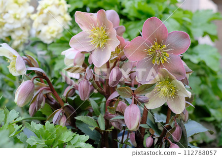 light pink christmas rose light pink christmas rose 112788057