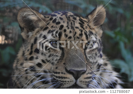 Amur leopard 112788087