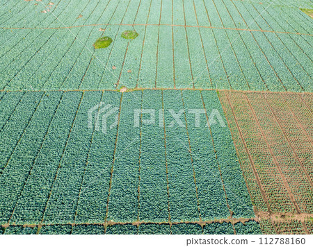 Aerial view fresh green cabbage in the farm field. Northern Thailand. 112788160