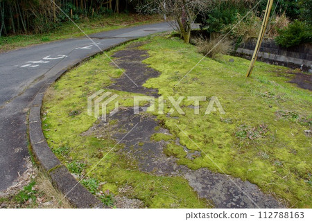 Local moss-covered sidewalk Local moss-covered sidewalk 112788163