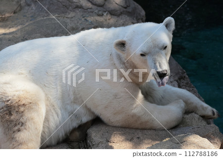 Polar bears 112788186