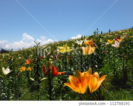 Scenery of Biwako Hakodateyama Lily Garden, summer flower garden in Takashima City, Shiga Prefecture 112788191