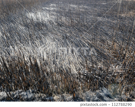 Traces of burning. A wide space appeared. The old is burnt down and new life is born. The world of reincarnation. 112788290