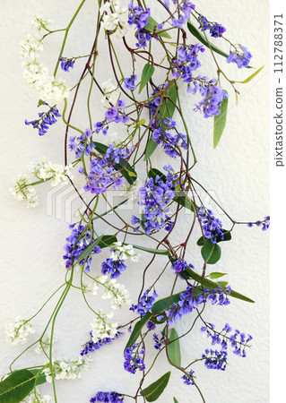 紫色和白色的哈登伯格花 紫色和白色的哈登伯格花 112788371