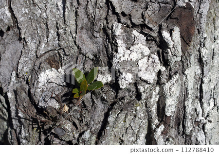 A tree that has overcome various trials. We have a duty to protect the earth, which is rich in nature. Don't kill. 112788410
