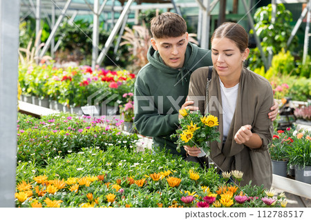 When choosing gift, married couple buyers thinks about which flower gazania to buy in shop 112788517