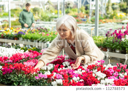 Mature female customer choosing potted cyclamen in container garden store Mature female customer choosing potted cyclamen in container garden store 112788573