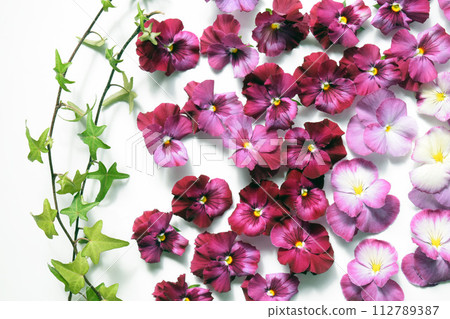 白色背景上的粉紅三色堇花瓣,三色堇花瓣背景 白色背景上的粉紅三色堇花瓣,三色堇花瓣背景 112789387