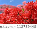 鮮豔的紅色杜鵑花在藍天的襯托下閃閃發光 112789448
