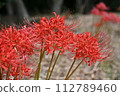 紅蜘蛛百合 112789460