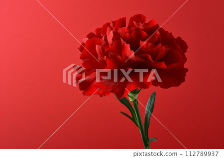 母親節康乃馨照片(週年紀念/感謝/禮物) 母親節康乃馨照片(週年紀念/感謝/禮物) 112789937