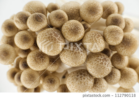 Group of Shimeji mushrooms isolated white background 112790118