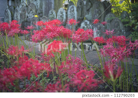 紅色花竹子花 紅色花竹子花 112790203