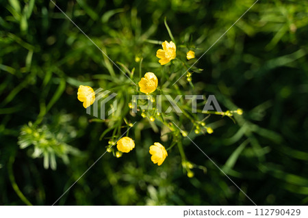 Closeup of yellow flowered plant in natural landscape Closeup of yellow flowered plant in natural landscape 112790429