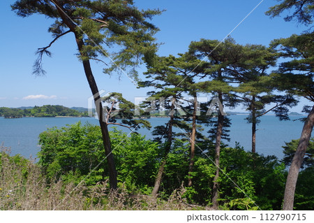 松島山上松樹的景色 松島山上松樹的景色 112790715