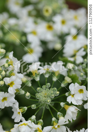 報春花的白色花蕾 112790908