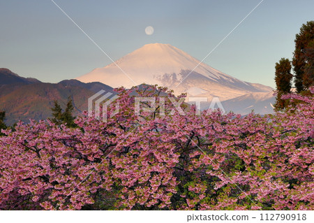 Pearl Fuji, where the moon sets over Mt. Fuji as the sun rises over the early blooming Kawazu cherry blossoms of Nishihirabata Park, Matsuda Soryo, Matsuda-machi, Ashigarakami-gun, Kanagawa Prefecture Pearl Fuji, where the moon sets over Mt. Fuji as the sun rises over the early blooming Kawazu cherry blossoms of Nishihirabata Park, Matsuda Soryo, Matsuda-machi, Ashigarakami-gun, Kanagawa Prefecture 112790918