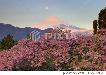 Pearl Fuji, where the moon sets over Mt. Fuji as the sun rises over the early blooming Kawazu cherry blossoms of Nishihirabata Park, Matsuda Soryo, Matsuda-machi, Ashigarakami-gun, Kanagawa Prefecture Pearl Fuji, where the moon sets over Mt. Fuji as the sun rises over the early blooming Kawazu cherry blossoms of Nishihirabata Park, Matsuda Soryo, Matsuda-machi, Ashigarakami-gun, Kanagawa Prefecture 112790931
