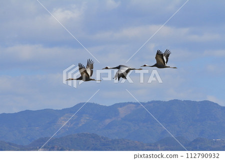 Three white-naped cranes spread their wings and fly over Izumi 112790932