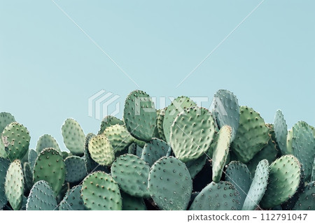 Cactus cactus 112791047