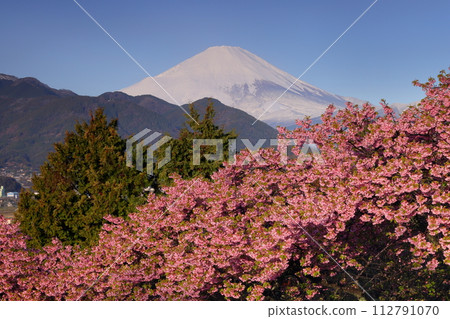 Matsuda Soryo, Matsuda-cho, Ashigarakami-gun, Kanagawa Prefecture Early blooming of Nishihirabatake Park A view of Mt. Fuji covered with snow over the Kawazu cherry blossoms 112791070