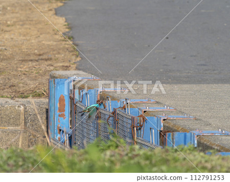 翠鳥飛過柵欄 翠鳥飛過柵欄 112791253
