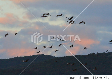 View of a large flock of cranes flying into the Izumi sky at sunrise 112791517