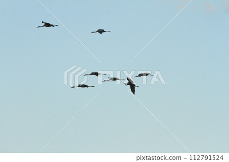 A winter scene of Izumi with a group of cranes flying in the blue sky 112791524