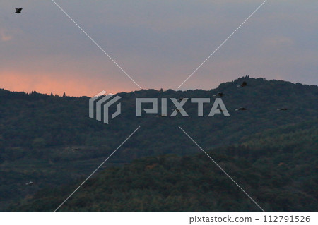 日出時的和泉天空景色,一群鶴飛過 日出時的和泉天空景色,一群鶴飛過 112791526