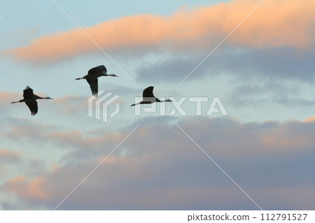 A group of cranes flying in the Izumi sky at dawn A group of cranes flying in the Izumi sky at dawn 112791527