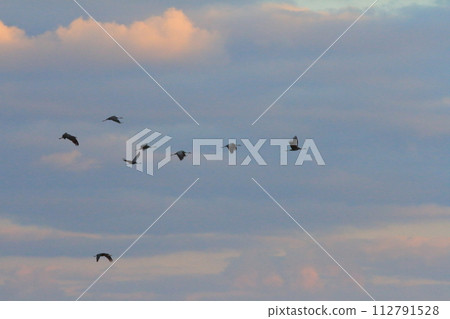 泉早晨的風景，日出時鶴群飛過雲層 112791528