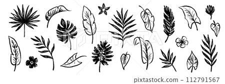 Palm leaf hand drawn crayon brush illustration. Foliage black tropical jungle leaves monstera, banana tree leaf texture silhouette elements. Hand drawn grunge black texture. Vector 112791567