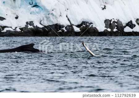 Tail of a humpback whale in the Antarctic Tail of a humpback whale in the Antarctic 112792639