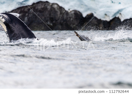 Tail of a humpback whale in the Antarctic 112792644