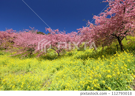 神奈川縣足柄郡松田町松田蒼裡，藍天下的內藤園亞久里公園，早開的河津櫻花和佐賀三園坡上的油菜花田 112793018