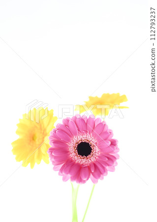 色彩鮮豔的亮粉色非洲菊 112793237