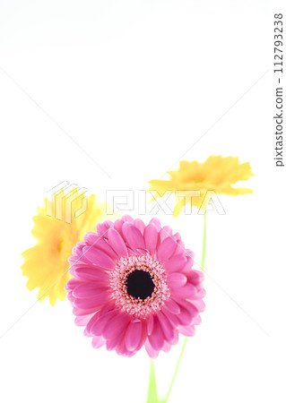 色彩鮮豔的亮粉色非洲菊 112793238