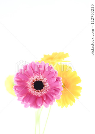 colorful bright pink gerbera colorful bright pink gerbera 112793239