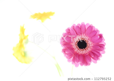 colorful bright pink gerbera 112793252