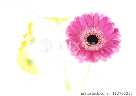 colorful bright pink gerbera 112793253