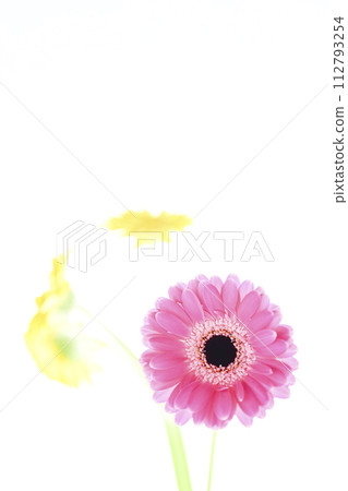 colorful bright pink gerbera colorful bright pink gerbera 112793254