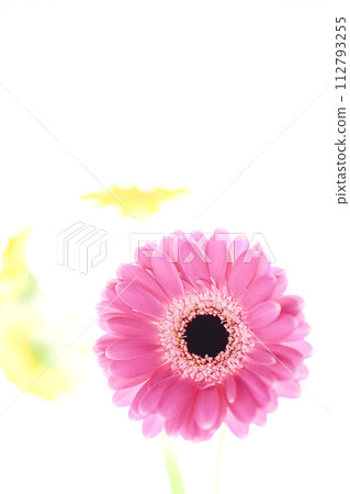 色彩鮮豔的亮粉色非洲菊 112793255