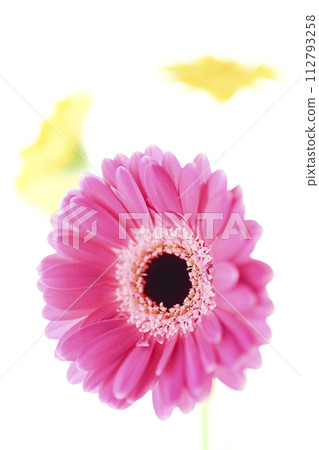 colorful bright pink gerbera 112793258